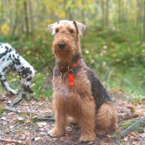 Тестовые вопросы к слову «Собака»