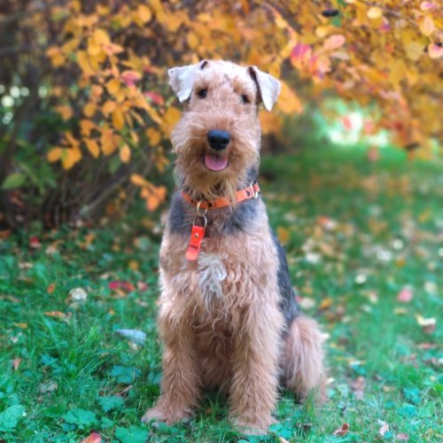 Иллюстрация «Тестовая»