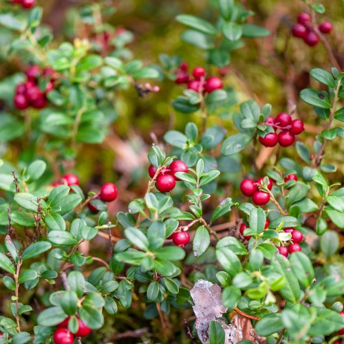 Тестовая викторина для проверки показа вопросов